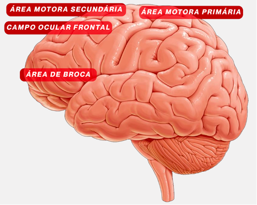 Ilustração do Guia com as áreas cerebrais eloquentes identificadas